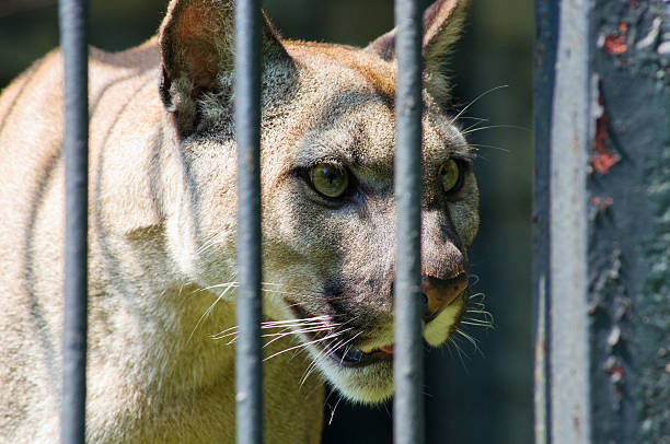 Found this Puma having a rest on rocky area in the wild rainforest of San Carlos, Costa Rica