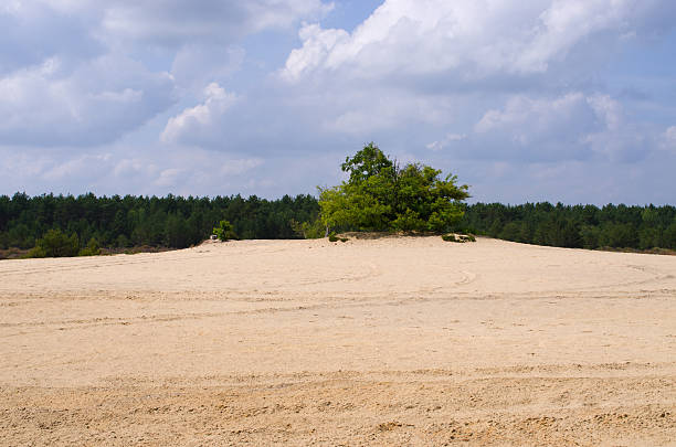 Discover tranquillity in this desert scene with a distant forest. Perfect for travel, environmental projects, or nature-themed campaigns. Evokes peace and serenity. Kozlowska Desert, Poland.