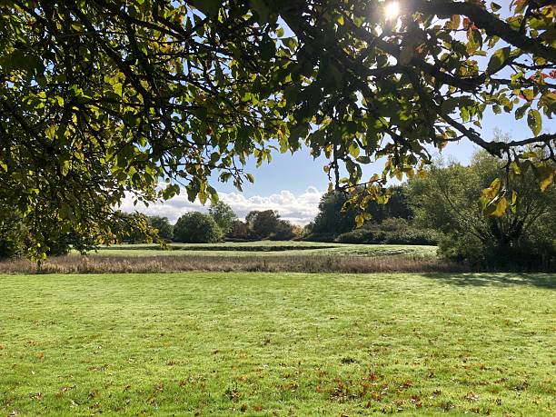 Big grass area with a tree branch at the top on a sunny day - Chester England