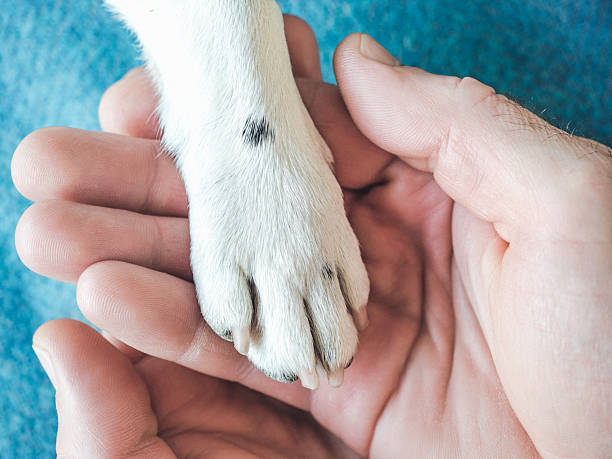 istock Dog's paws and human hands. View from above 2243637519