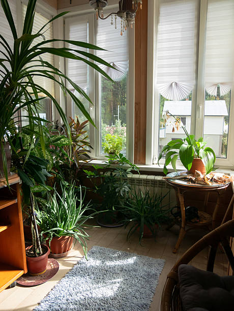 istock Dracaena Plants: Sunlit Indoor Garden and Comfort 2243637645