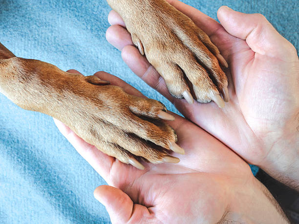 istock Dog's paws and human hands. View from above 2243637924