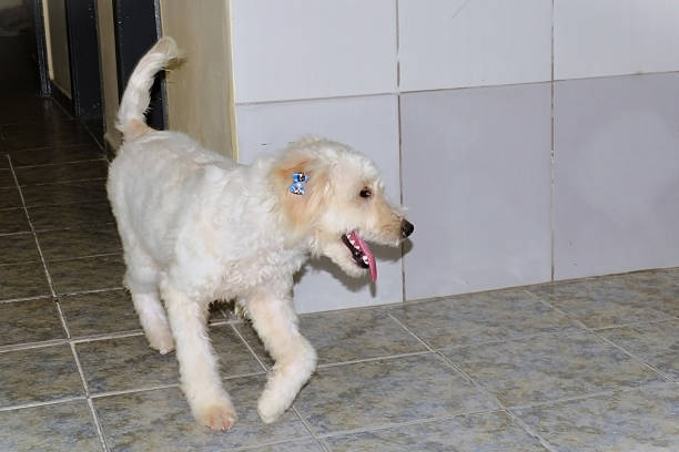 A very furry mixed-breed dog walking around the house.