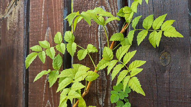 istock Old rustic wooden surface. Green vine on tree Background and construction boards 2243639729
