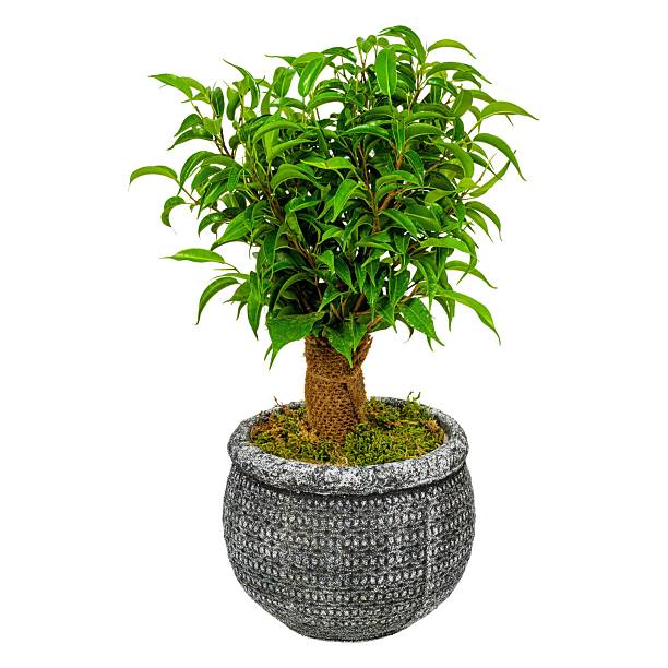 istock Lush Potted Plant in Decorative Pot 2243639958