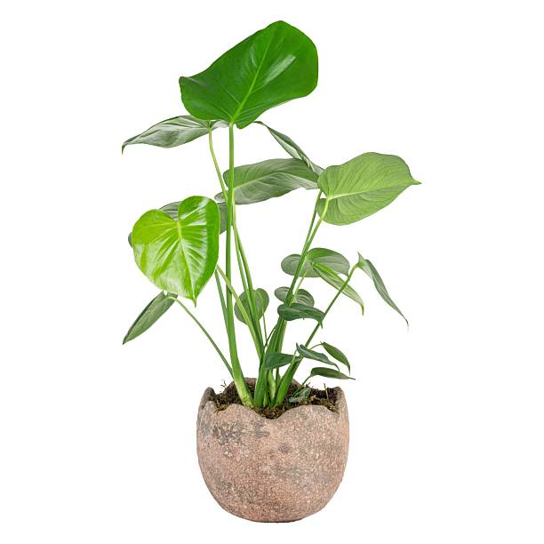istock Vibrant green potted plant with large leaves. 2243640081