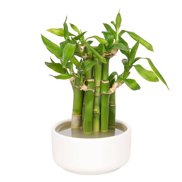 istock Lucky Bamboo Plant in White Pot 2243640377