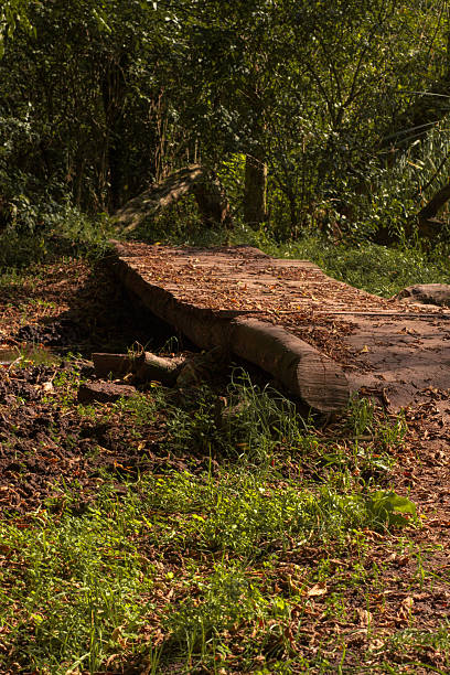 istock Wooden bridge in nature in sunset 2243640539
