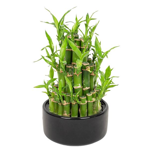 istock Lucky Bamboo Plant in Black Pot 2243640736