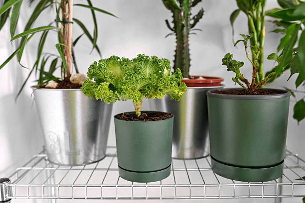 istock Potted Plants on Metal Shelf 2243644398