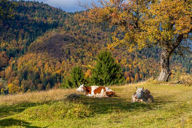 Two cows resting under a tree in a picturesque autumn landscape with colorful foliage in the background.