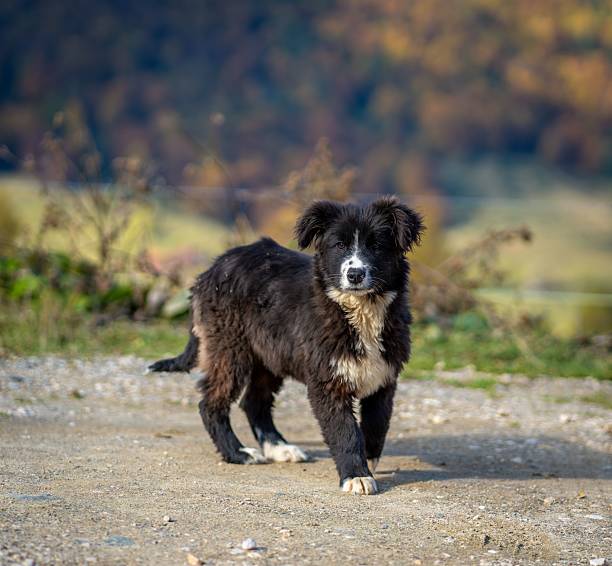 A young black and white dog stands on a dirt path with a blurred autumn forest background.
