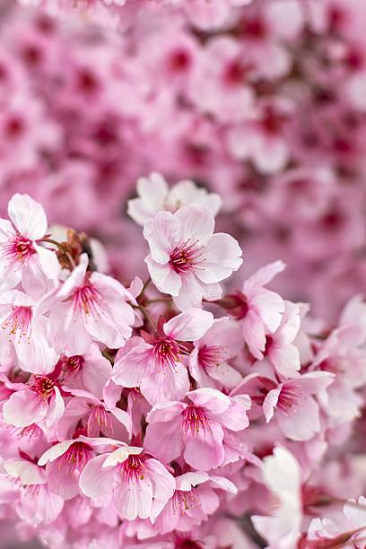 istock Close-up of vibrant pink cherry blossoms. 2243645726