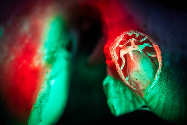 Extreme closeup of a part of Mushroom in neoncolors, dramatic light creating a fairy tale image, Mushroom Light Painting technique, macro closeup