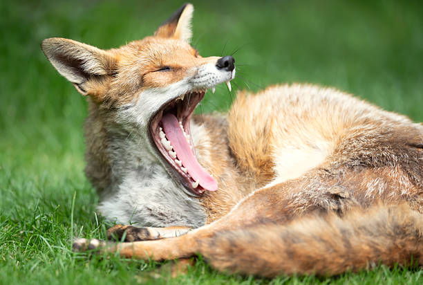 istock Portrait of a red fox yawning on green grass 2243647228