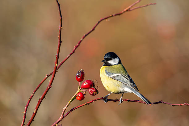istock Great tit, Parus major perched on a branch 2243647296
