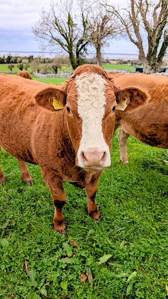istock Brown Cow in a Rural Landscape 2243648110