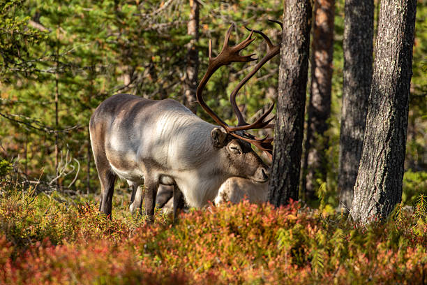 istock Large reindeer bull, Rangifer tarandus 2243648466