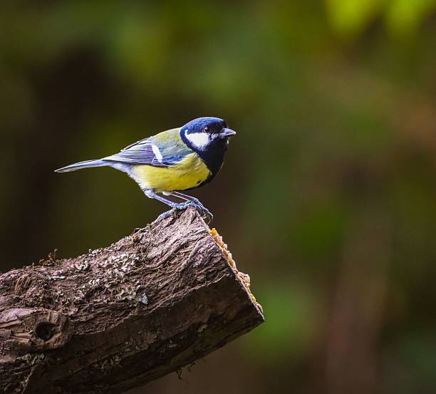 istock Great tit bird on a tree branch in forest. 2243649012