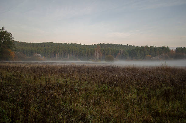 Meadow in evening white thick fog on the horizon against the backdrop of sunset and forest