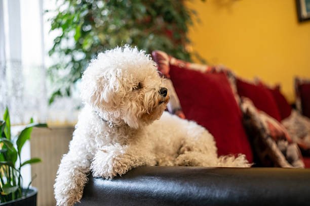istock White Fluffy Dog Relaxing on a Couch in a Cozy Living Room Setting 2243649976