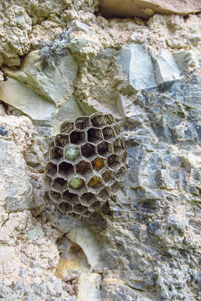 istock Wasp nest with detailed hexagonal structure and visible insects united in natural environment 2243650940