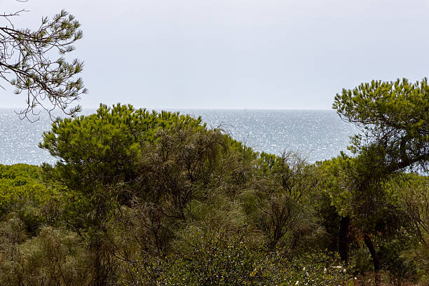 istock A morning view over a dense Mediterranean pine forest. Pinar De La Almadraba nature reserve, Pinares De Rota, Rota, Cdiz, Andalusia, Spain. 2243650952