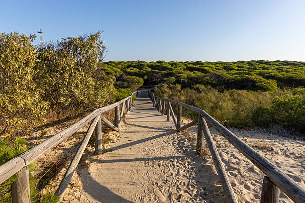 istock A morning view over a dense Mediterranean pine forest. Pinar De La Almadraba nature reserve, Pinares De Rota, Rota, Cdiz, Andalusia, Spain. 2243653137