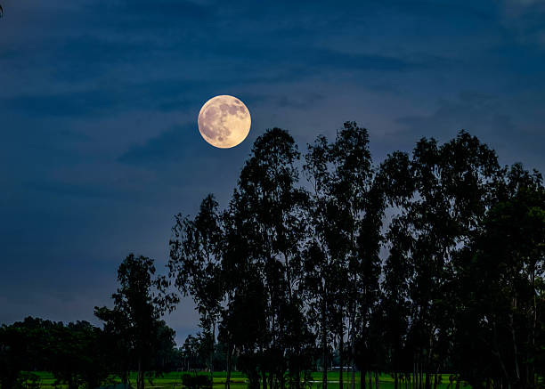 Full beaver moon in the evening  sky over the trees