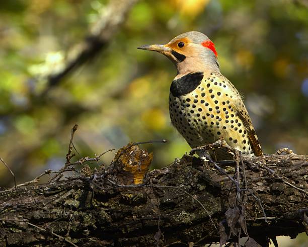 istock Northern Flicker Woodpecker Perched on a Branch 2243653797