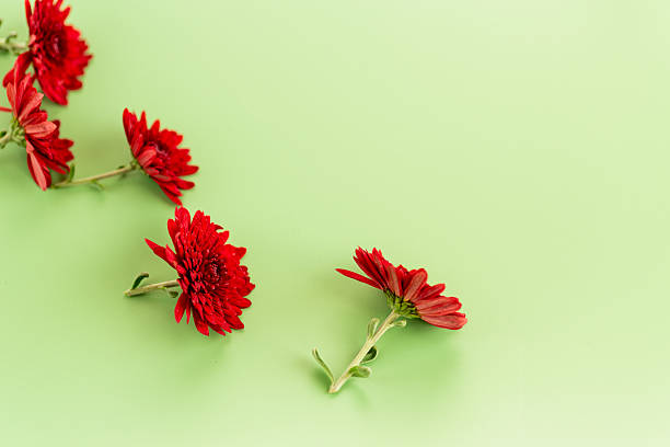 istock Red chrysanthemum flowers on green background with copy space 2243653904