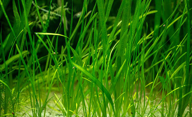 istock Aquarium plants in fresh water 2243654119