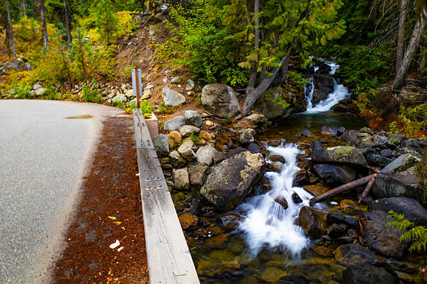 A scenic view captures a pristine forest river flowing through a lush, dense environment in the Okanogan-Wenatchee National Forest in Washington