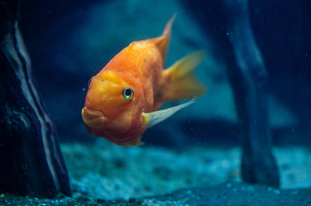 Blood parrot cichlid swim in aquarium