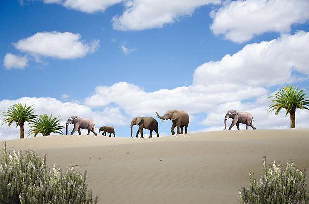 Side view of african elephant walking and raising its trunk, isolated on beige background