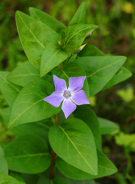 istock Vinca minor - Periwinkle flowers. Uncultivated, growing in nature. 2243657033