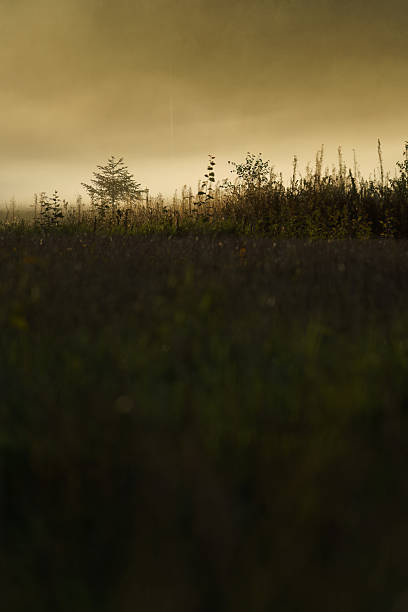 A calm field is covered by gentle evening mist.
