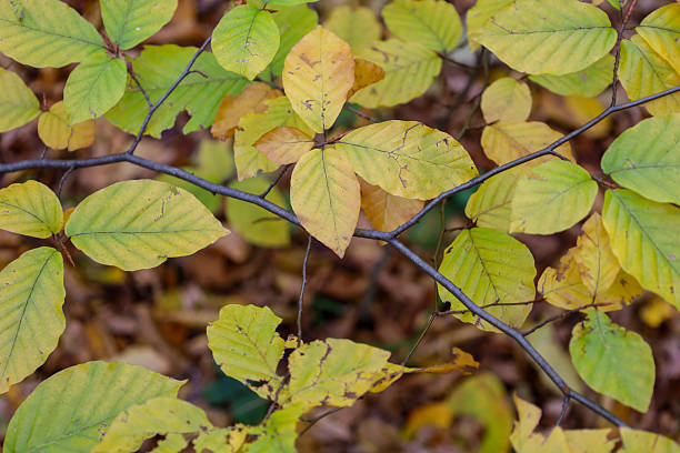 istock ​A close-up shot showcasing slender branches adorned with leaves in the process of transitioning from green to yellow. 2243657378