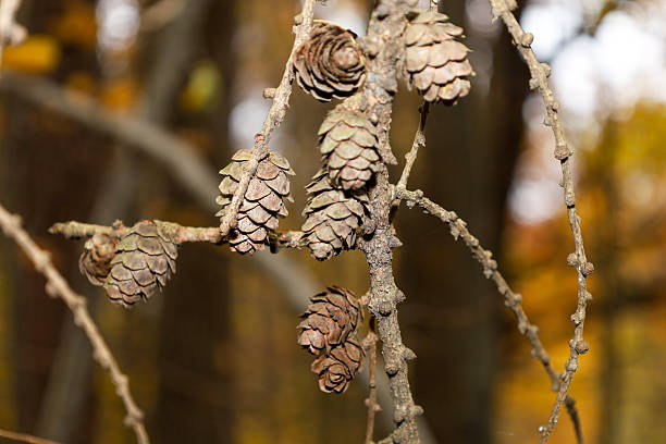 ​A close-up shot showcases small pine cones and larch branches with clear texture against a blurred autumnal background. The delicate natural details convey a sense of calm and organic beauty in the woodland setting.
