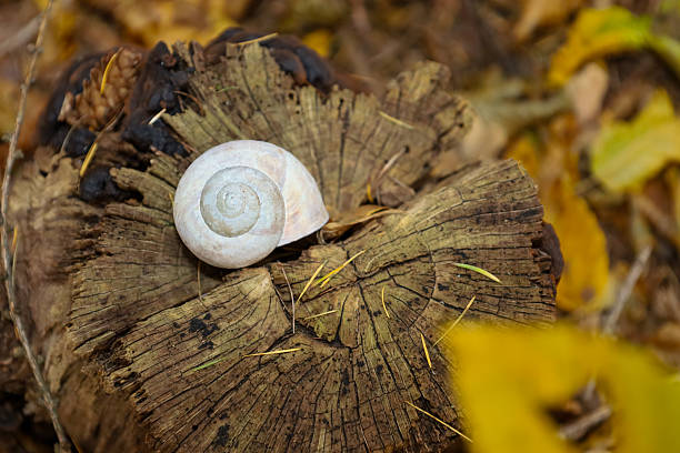 A light-colored, spiral snail shell rests on an old wooden tree stump with a deep, radial texture, surrounded by blurred autumn leaves. This close-up symbolizes the natural cycle and the delicate intricacy of woodland details.