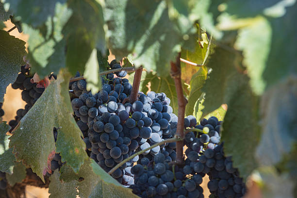 istock blue negroamaro grapes on a vine in southern Italy 2243657832