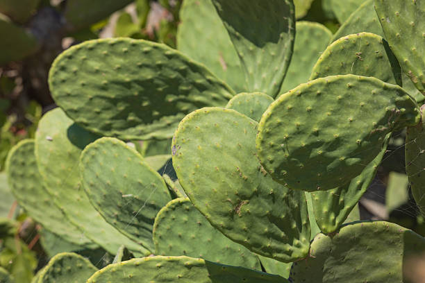 green leafs of a cactus