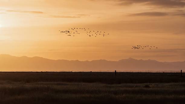 istock Serene sunset landscape with flying birds. 2243658018