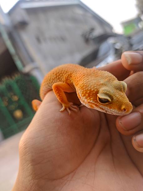 istock Closeup Adorable Leopard Gecko Morph Super Hypo Tangerine Carrot Tail 2243658042