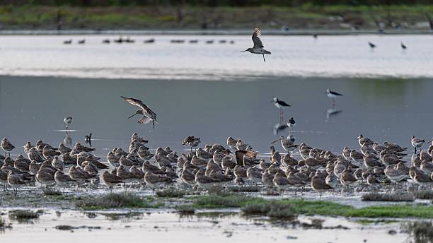 istock Shorebirds in a tranquil wetland under clear skies. 2243658059