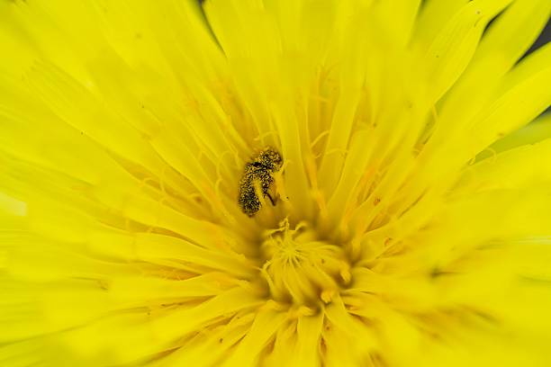 istock Bee on Yellow Flower Close-up 2243658446