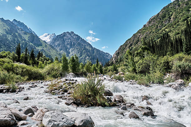 Dynamic glacial river flowing through the stunning Ala-Archa Gorge, Kyrgyzstan. Snow-capped peaks and steep slopes covered with green forests under a clear blue sky.