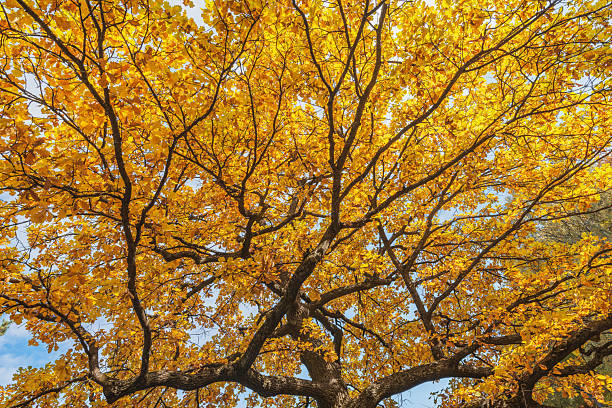 istock Yellow leaves on the branches in the autumn park. 2243658944