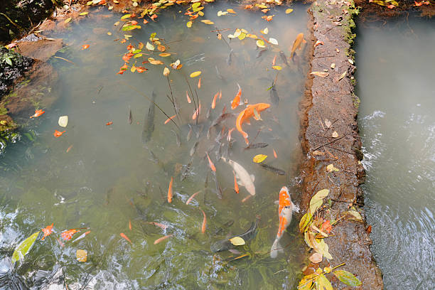 Various colorful koi and goldfish swimming in a murky pond with floating autumn leaves and a dividing stone wall