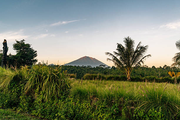 Volcanic mountain Agung visible in the distance, rising above lush green tropical fields and palm trees at golden hour
